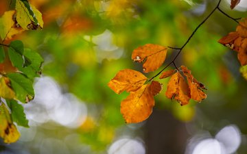 листья, макро, ветки, осень