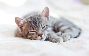 кот, кошка, сон, котенок, дом, одеяло