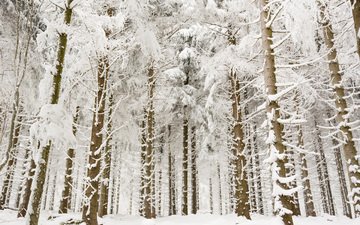 деревья, снег, лес, зима, ветки, стволы