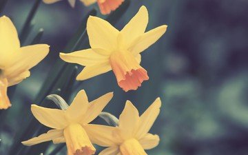 цветы, весна, нарциссы