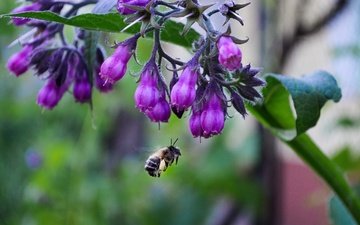 цветы, природа, макро, насекомое, пчела