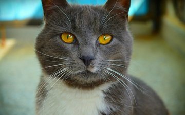 кот, мордочка, усы, кошка, взгляд, желтые глаза