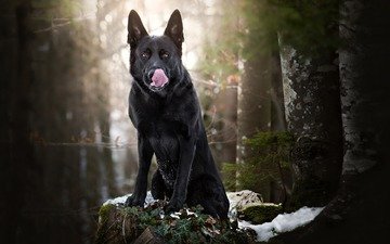 снег, лес, собака, черная, язык, немецкая овчарка, овчарка