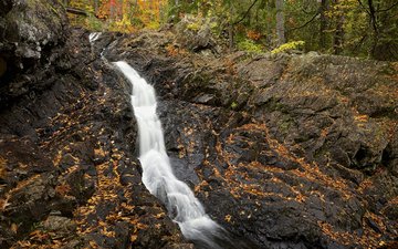 деревья, листья, скала, водопад, осень, поток