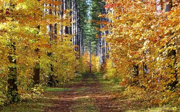 дорога, деревья, лес, пейзаж, осень