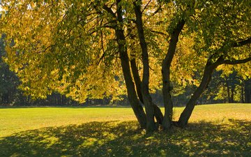 дерево, листья, ветки, осень, тень