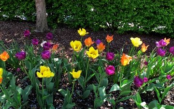 цветы, бутоны, лепестки, весна, тюльпаны, стебли