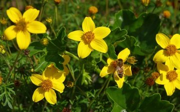 цветы, насекомое, лепестки, пчела, желтые цветы, череда