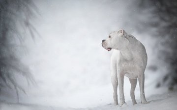 зима, белый, собака, боке, дог, аргентинский дог, има