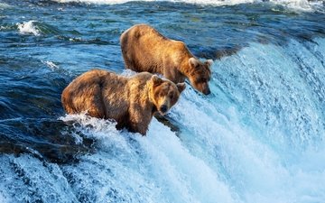водопад, хищник, медведи