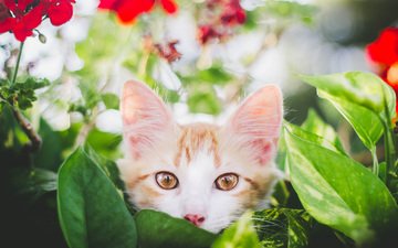 глаза, цветы, листья, фон, усы, кошка, взгляд, котенок