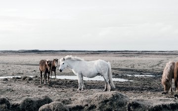 природа, лошади, кони, стадо
