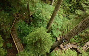 деревья, зелень, лес, парк, мост, подвесной мост, tom magliery, капилано
