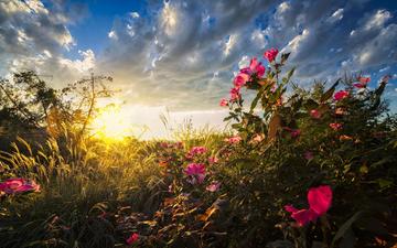 небо, свет, трава, облака, восход, солнце, природа, фон, утро, полевые цветы