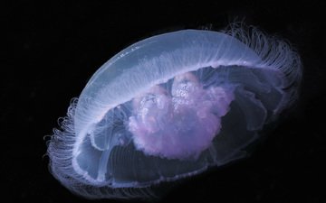 черный фон, медуза, подводный мир