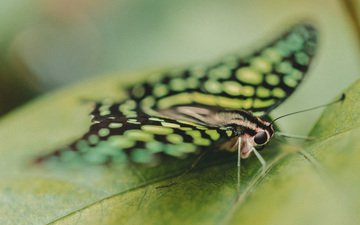 насекомое, бабочка, крылья, лист, крупным планом