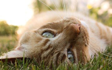 глаза, трава, фон, кот, усы, кошка, взгляд, глаза трава фон кот усы кошка взгляд