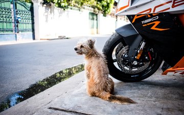 город, собака, улица, мотоцикл, пес