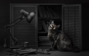 глаза, свет, фон, кот, кошка, взгляд, очки, лампа, черный, библиотека, чтение, sanket khuntale