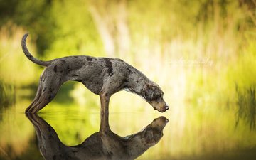 вода, отражение, собака, catahoula leopard dog, леопардовая собака катахулы
