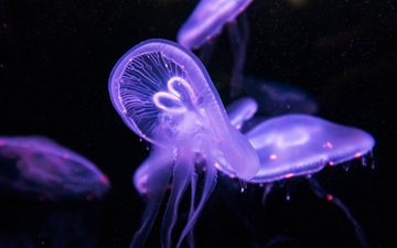 медуза, медузы, подводный мир