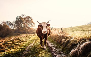 дорога, природа, поле, рога, корова