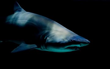 хищник, под водой, черный фон, акула