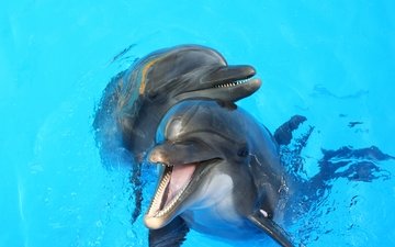 вода, игра, друзья, дельфины