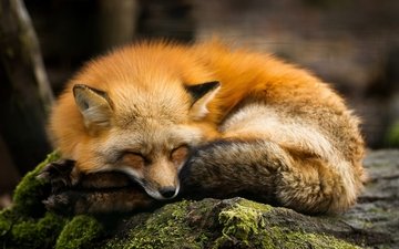 спит, рыжая, лиса, хищник, камень, мох, лисица