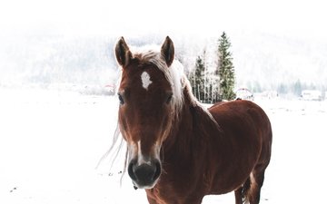 лошадь, снег, зима, конь, грива