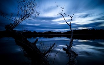 ночь, деревья, озеро, отражение