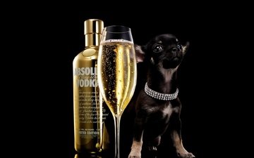 собака, щенок, бокал, черный фон, бутылка, шампанское, алкоголь, водка, абсолют, чихуахуа, absolut