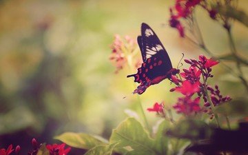 цветы, насекомое, бабочка, крылья