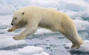 вода, лёд, белый медведь, арктика