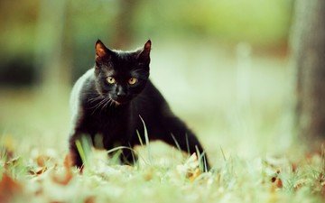 глаза, фон, усы, кошка, взгляд, котенок, чёрная кошка