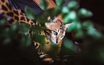 глаза, листья, фон, усы, кошка, взгляд, котенок