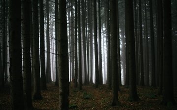 деревья, лес, туман, темнота