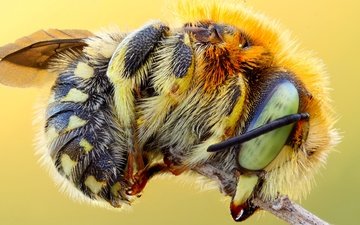 макро, насекомое, фон, стебель, пчела, шмель