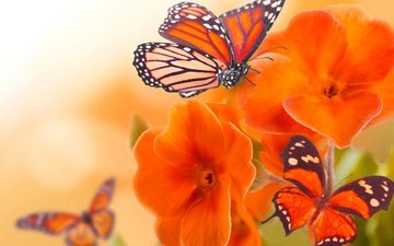 цветы, лепестки, бабочка, крылья, насекомые, бабочки, оранжевые