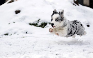 снег, зима, собака, прыжок, щенок, бег, бордер-колли