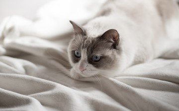 фон, кот, усы, кошка, взгляд, голубые глаза
