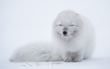 снег, зима, хищник, песец, полярная лисица, арктическая лиса