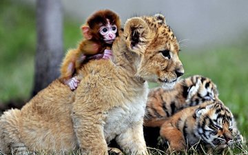 дружба, львёнок, обезьянка, тигрята, детеныши