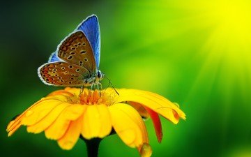 свет, макро, цветок, лепестки, бабочка, крылья, насекомые
