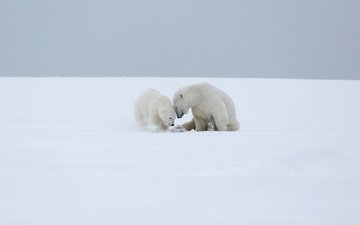 снег, полярный медведь, медведи, белый медведь, детеныш, медвежонок, арктика, медведица