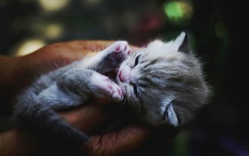 кот, кошка, сон, котенок, руки