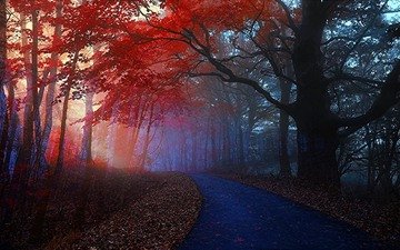 дорога, деревья, лес, туман, осень