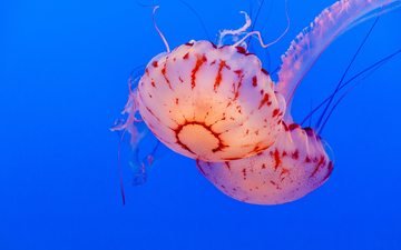 море, медузы, подводный мир