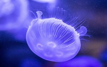 море, медуза, медузы, подводный мир