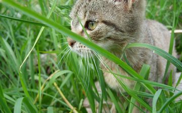 глаза, трава, кот, мордочка, усы, кошка, котенок